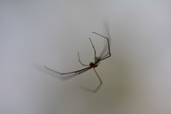 Araneae