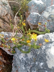 Euryops