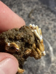 Ficopomatus enigmaticus