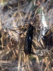 Penthetria heteroptera