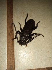 Aulacopus reticulatus