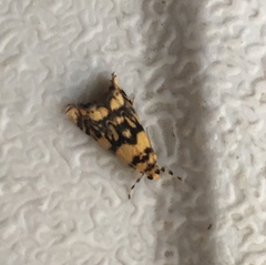 Diptychophora harlequinalis