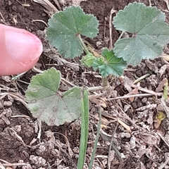 Malva parviflora