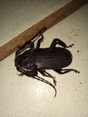Aulacopus reticulatus