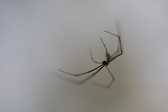 Araneae