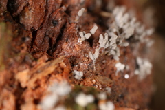Arcyria cinerea