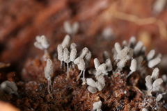 Arcyria cinerea