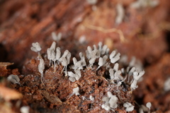 Arcyria cinerea