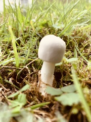 Lepiota