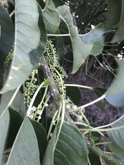 Phytolacca dioica
