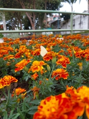 Ascia monuste monuste