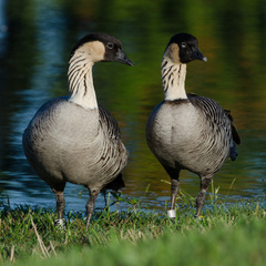 Branta sandvicensis