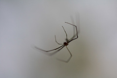 Araneae