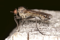 Rhamphomyia