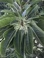 Phytolacca dioica