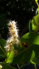 Terminalia brachystemma brachystemma