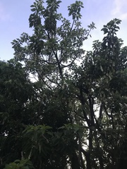 Phytolacca dioica