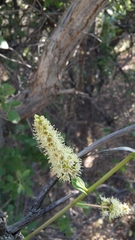 Terminalia brachystemma brachystemma