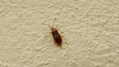 Rhopalus maculatus