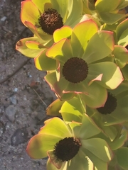 Leucadendron gandogeri