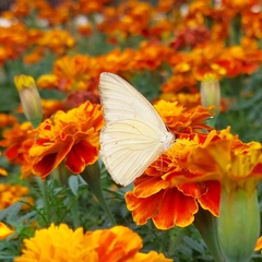 Ascia monuste monuste