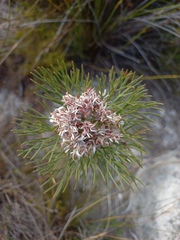 Serruria ascendens