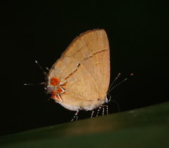 Calycopis