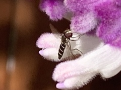 Fazia micrura
