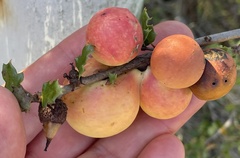 Andricus quercuscalifornicus