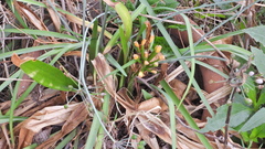 Clivia miniata miniata