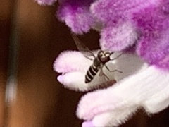 Fazia micrura