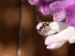Fazia micrura
