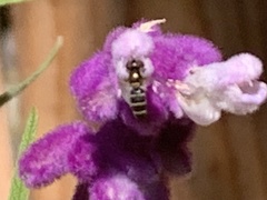 Fazia micrura