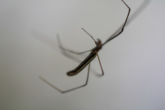 Araneae
