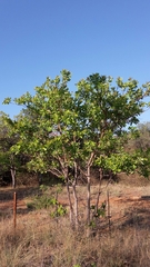 Terminalia brachystemma brachystemma