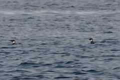 Brachyramphus marmoratus