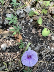 Ipomoea ternifolia ternifolia