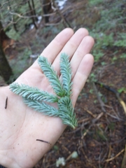 Abies procera