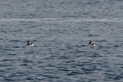 Brachyramphus marmoratus