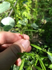 Euphorbia bilobata