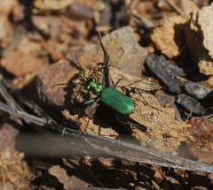 Cicindela