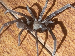 Kukulcania