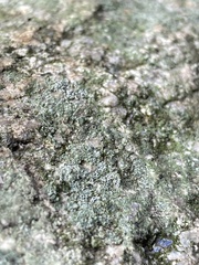 Leprocaulaceae