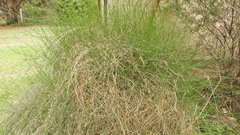 Ephedra triandra