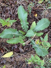 Lactuca floridana