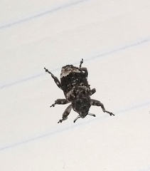 Cryptorhynchus lapathi