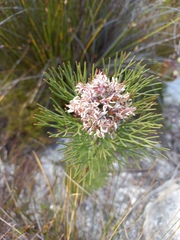 Serruria ascendens