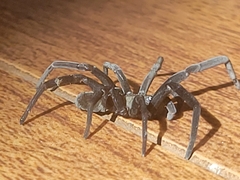 Kukulcania