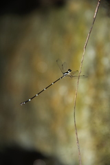 Protosticta gravelyi