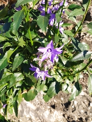 Campanula versicolor
